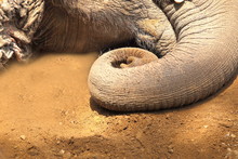 Close Up Photo Of Curl Of An Asian Or Indian Elephant's Trunk On The Ground.