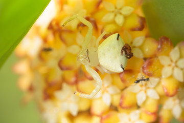 Macro spider white