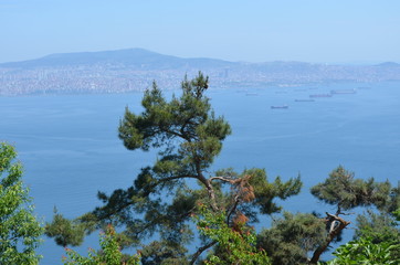 Poster - landscape pine tree sky nature sea island rock mountain