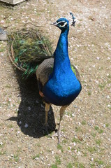 Wall Mural - beauty peacock bird blue gracefulness contrast