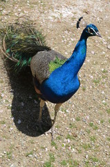 Wall Mural - beauty peacock bird blue gracefulness contrast