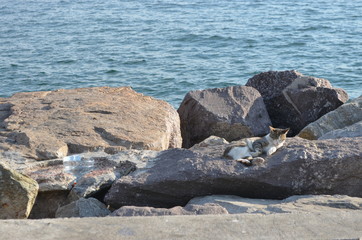 Canvas Print - sea beach stone  coast