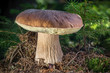 Edible mushroom boletus edulis known as penny bun