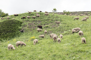 flock of sheep on mountain meadow in french haute provence near col de vars in alpes de provence