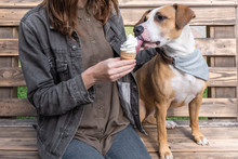 Spoiling The Dog With Ice Cream. Young Female Gives Vanilla Ice Cream Cone As Treat To Staffordshire Terrier Puppy Sitting On Bench Outdoors
