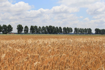 Wall Mural - a beautiful field of golden yellow barley waving in the field at a sunny day in spring in holland