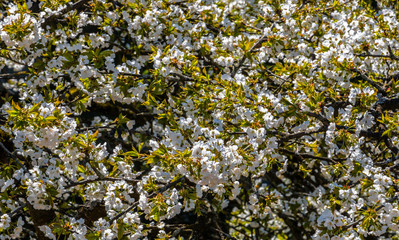 Apple blossom. Beautiful tiny white flowers on tree in the garden. Seasons of nature, spring floral background