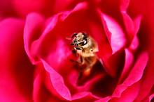 Bee Is In The Center Of Red Rose In The Spring Garden