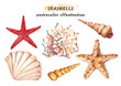 Watercolor set of underwater life objects - various tropical seashells and starfish. Hand drawn illustrations isolated on white background.
