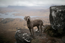 Weimaraner Dog Standing On Rock