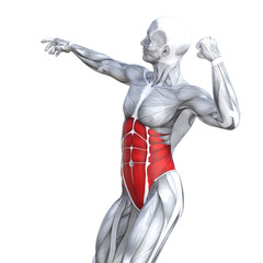 Wall Mural - Concept conceptual 3D illustration chest fit strong human anatomy or anatomical and gym muscle isolated, white background for body health with tendons, abs, biological, fitness medical muscular system