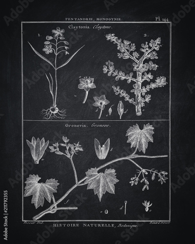 Black And White Wall Art Botanical Home Decor Vintage Printable