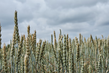 Detail of corn cobs in field under cloudy sky