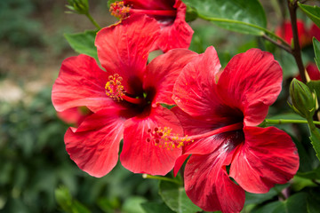 Red hibiscus flower on a green blurred background