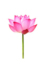 Wall Mural - lotus flower