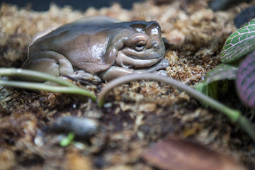 Wall Mural - white's tree frog (litoria caerulea) in the forest