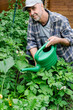 
Mann mittleren Alters gießt Kartoffelsträuche und Zucchinipflanzen in seinem Gemüsegarten