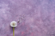 Minimalism, Fluffy Dandelion With Seeds On A Beautiful Abstract Purple Background. Copy Space, Flat Lay