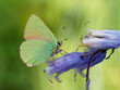 Green Hairstreak Butterfly on Bluebell