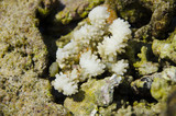 Fototapeta  - biała rafa koralowa