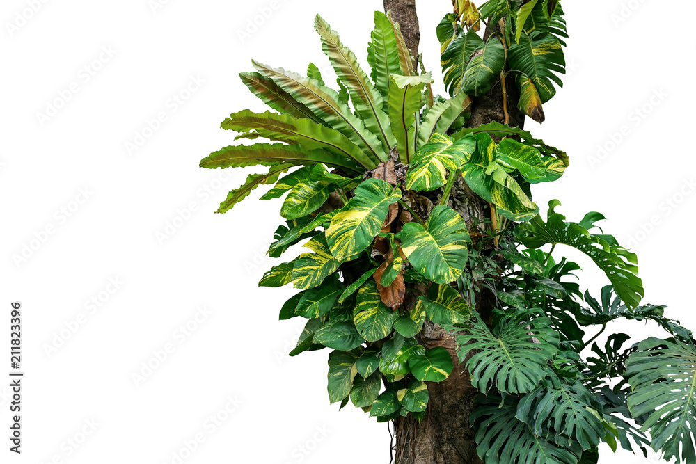 Rainforest tree trunk with tropical foliage plants, Monstera, golden ...