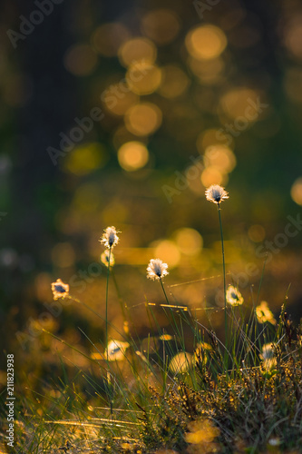 Fotografia, Obraz Summer evening light colored tussock cottongrass