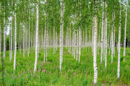 natura-finlandii-drzewa-w-drewnie-brzozowym-w-lecie-z-rzedu