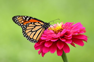 a gorgeous monarch butterfly feeds on a bright pink heirloom zinnia flower in my garden.