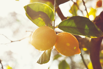 Wall Mural - Lemon. Ripe Lemons hanging on tree. Growing Lemon