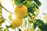 Fototapeta  - Lemon. Ripe Lemons hanging on tree. Growing Lemon