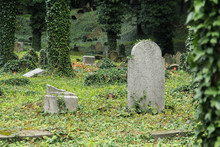 Some Headstones Covered With Ivy On The Old Jewish Cemetery In Cieszyn, Poland