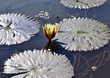 Water Lilies of the Kufue River