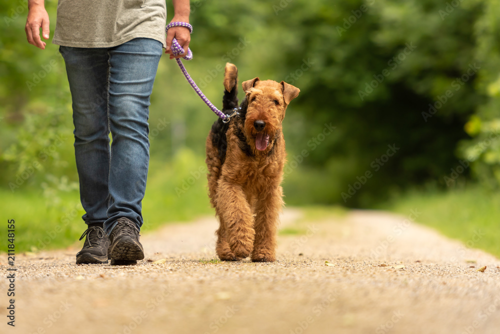 Airedale Terrier. Dog handler is walking with his odedient dog on the road in a forest. - obrazy, fototapety, plakaty 
