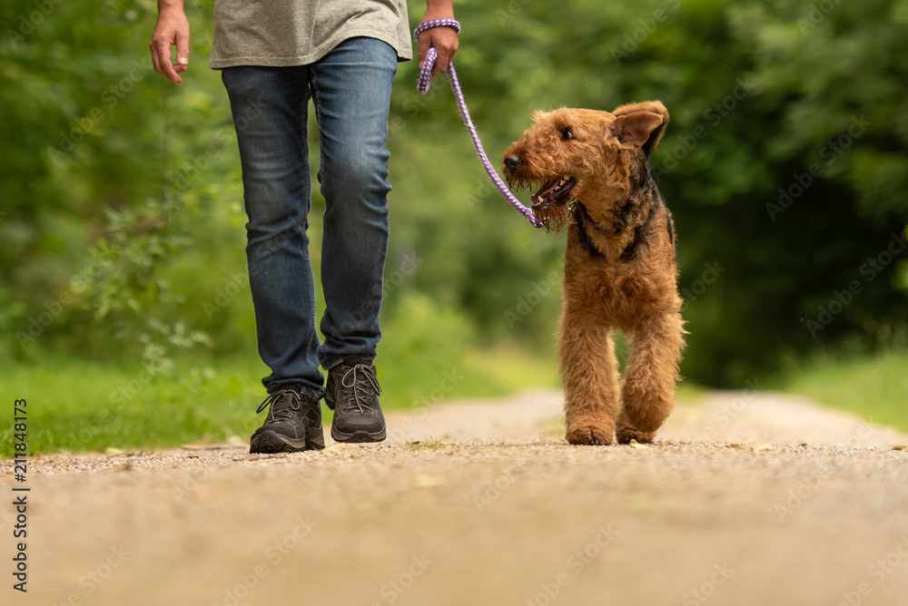 Airedale Terrier. Dog handler is walking with his odedient dog on the road in a forest. - obrazy, fototapety, plakaty 