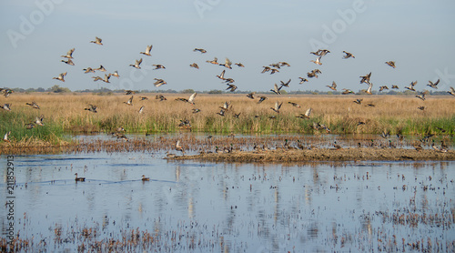 Fotografía Mixed flock of ducks flying over wetlands