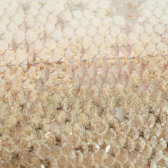 Wall Mural - Close-up of a fish scales