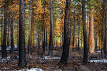 A Partially Burnt Forest Of Ponderosa Pines After A Fire Has Swept Through, Oregon