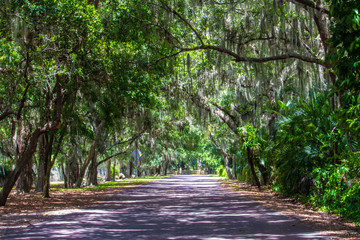 Beautiful Florida canopy road