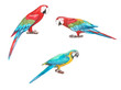 Set of colorful tropical macaw parrots