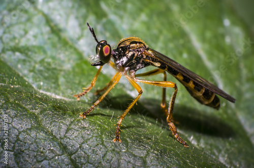 Fotografering small predator wasp on green leaf in nature forest