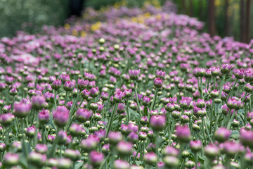 Colorful Chrysanthemum flower.Sometimes called mums or chrysanths.(Dendranthemum grandifflora)