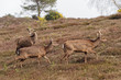 Group of Sika Deer Walking