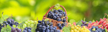 Grapes From Your Favorite Garden