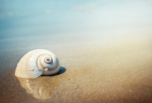 Sea Shell On The Sea And Sandy Beach Blurred Background. Write Your Text Here.