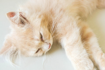 selective focus close up cute young Persian cat sleepy face