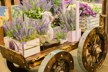 Wheelbarrow With Wooden Boxes Full Of Blooming Lavender Flowers. Decorative Elements.