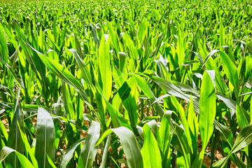 Field with corn