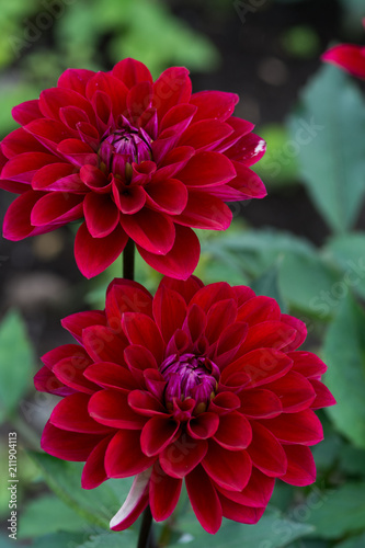 赤いダリア Stock 写真 Adobe Stock