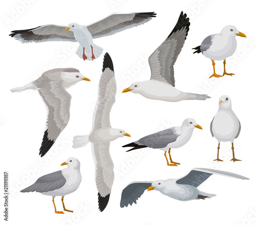 Cuadros en Lienzo Beautiful seagull set, gray and white sea bird in different poses vector Illustr