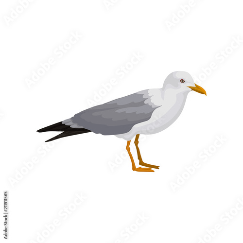 Fotografía Seagull standing, gray and white sea bird, side view vector Illustration on a wh